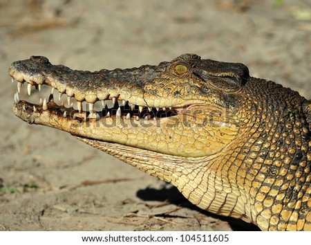 australian eustarine or saltwater crocodile with mouth open showing teeth , cooktown, north queensland, australia