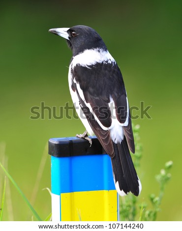australian butcherbird full frame close up on fence, byron bay, australia, similar to magpie or currawong