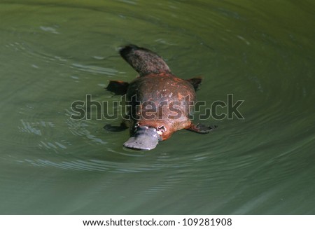 Duck Tailed Platypus