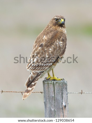 magnificient red tailed hawk on fence post alert looking for prey, big sur, california, united states
