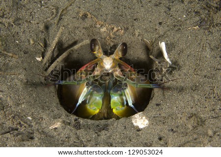 mantis shrimp in sandy burrow on ocean bottom, toyan bay, catalina island, california, united states