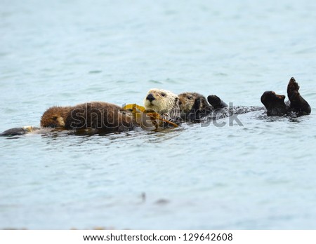 female california sea otter with her baby/infant and a male otter are seen in the kelp on a cold rainy day in big sur, california, united states
