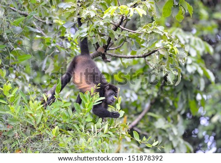 howler monkey feeding in tree, Refugio de Vida Silvestre Cuero y Salado, Honduras, central america, black monkey hanging from tail in tree