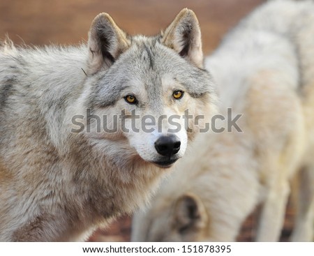 timber wolf head shot portrait looking, yellowstone national park, montana, usa. hunter wild dog predator