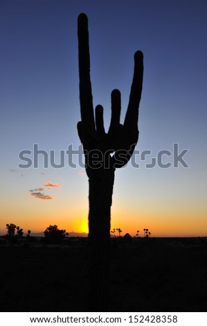 colorful sunset sunrise leaves silhouette of cactus tree plant in arizona desert, united states