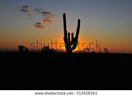 colorful sunset sunrise leaves silhouette of cactus tree plant in arizona desert, united states