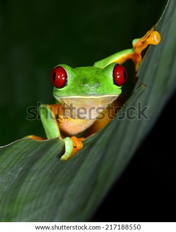 green tree frog or red eyed tree frog frog curiously looking climbing green leaf.Agalychnis callydrias exotic amphibian macro portrait treefrog greenfrog  vibrant tropical jungle Costa Rica Panama