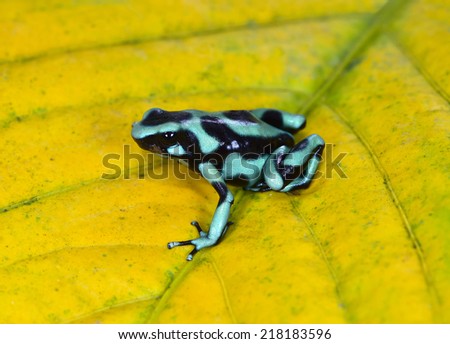 Dendrobates auratus aka green & black poison dart frog or poison arrow frog. sarapiqui, costa rica