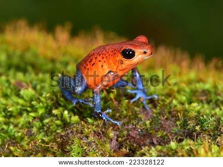 strawberry poison frog or strawberry poison-dart frog or Oophaga pumilio is species of poison dart frog found in Central America. blue jeans color morph is found specifically in costa rica and panama.