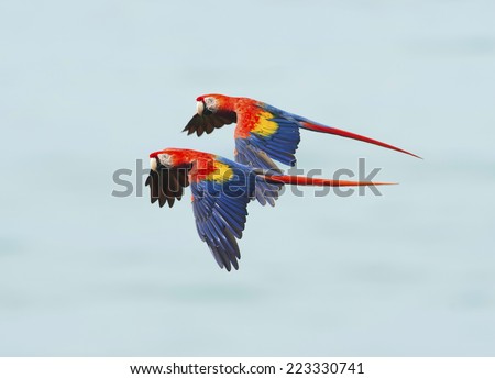 pair of scarlet macaws flying, carate, corcovado national park, golfo dulce, costa rica, central america near panama