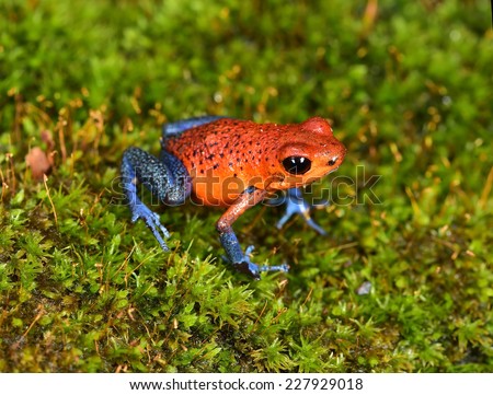 The strawberry poison frog or strawberry poison-dart frog or Oophaga pumilio species of poison dart frog found in Central America. The blue jeans color morph is found  in costa rica and panama.