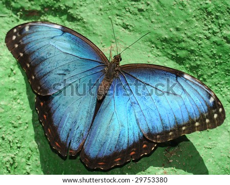 Beautiful blue morpheus butterfly, wings open on green wall, san jose, costa rica, central america. Exotic vibrant colorful insect in tropical setting