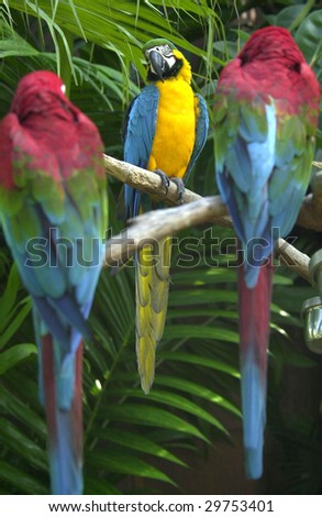 gold and yellow macaw between two green winged scarlet macaws, singapore, asia. exotic red gold yellow birds in lush tropical jungle