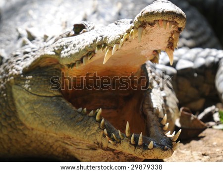 american crocodile basking with mouth open showing teeth. prehistoric reptile dinosaur predator , san jose, costa rica