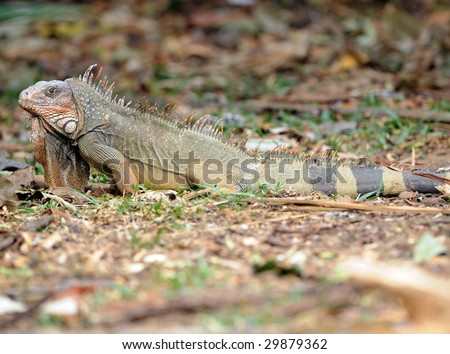 male green iguanas