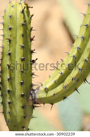 blue myrtle cactus , senoran desert, arizona, united states. spiny spikey thorny desert plant tree