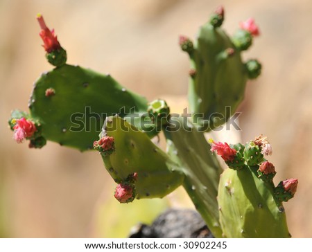 cactus flowers , spiny spikey desert flower, arizona, united states