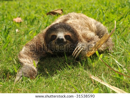 sloth, three toe juvenile seen in rare occasion walking on ground. cahuita, costa rica. ozos perizosos espanol lazy bear similar possum or racoon, tropical jungle latin america