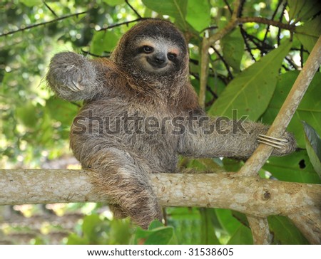 sloth three toe juvenile playful in tree , cahuita, costa rica, central america. unusual exotic mammal in lush tropical jungle