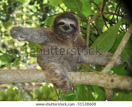 sloth, three toe juvenile playing in mango tree, cahuita, costa rica , central america exotic mammal in tropical jungle