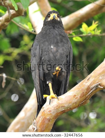 mangrove black hawk, carara national park, costa rica, latin america. exotic bird eagle hawk in lush vibrant jungle