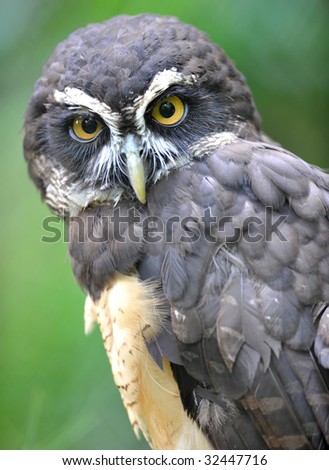 spectacled owl, costa rica, central america. tropical exotic jungle bird similar eagle