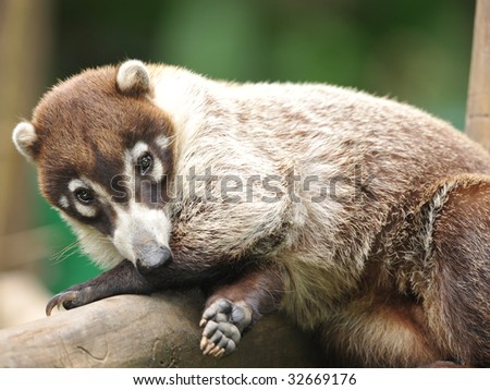 costa rican coatimundi adult female lying on log, guanacaste, costa rica. exotic animal mammal similar possum squirrel raccoon in tropical rainforest jungle country
