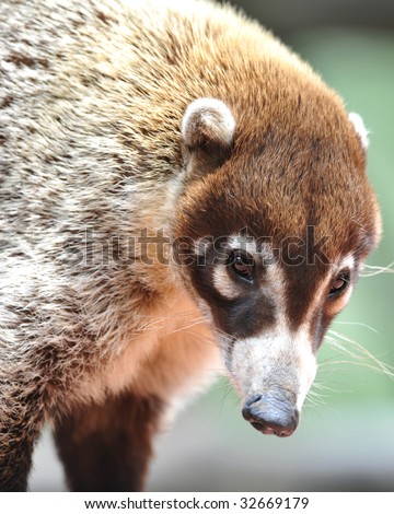 coatimundi costa rican female adult or pizote or south american raccoon. tropical mammal similar possum white nose exotic coon