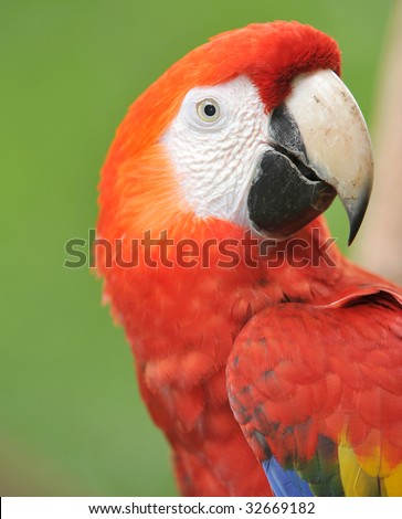costa rican scarlet macaw, tarcoles, jaco, costa rica, latin america. colorful exotic parrot bird in lush tropical setting