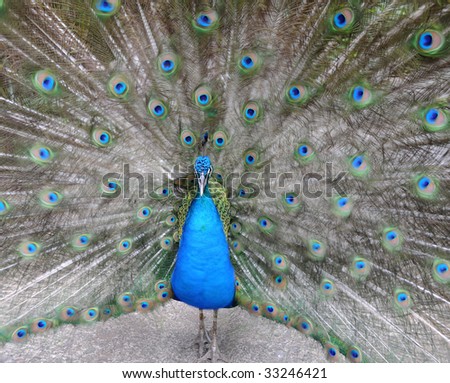 indian peacock or peafowl, with feathers extended , san jose, costa rica, central america. exotic bird with colorful feathers in tropicals setting