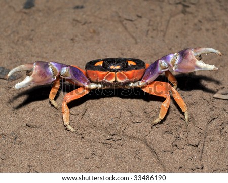 halloween land crab defensive with claws open, guanacaste, costa rica , central america exotic colorful crustacean
