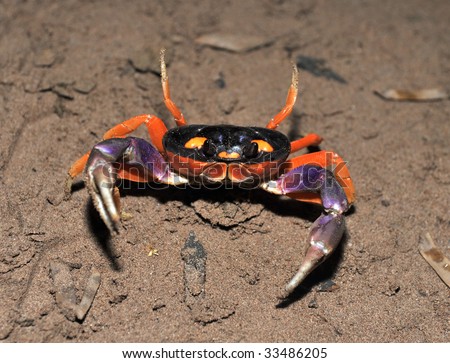 halloween land crab defensive with claws open, guanacaste, costa rica , central america exotic colorful crustacean