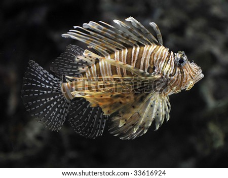 close up of poisonous lion fish or scorpion / turkey fish , dangerous fish, utila, honduras, central america