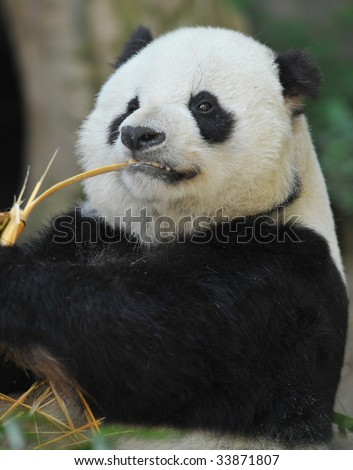 panda bear male eating bamboo, sichuan provence, south central china, asia. black and white bear chinese oriental symbol hungry feeding full frame close up