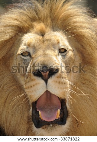 african male lion mouth open