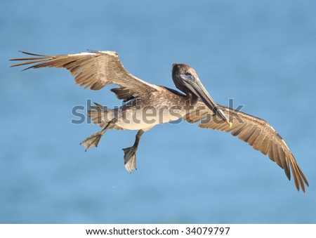 californian brown pelican flying wings spread, santa barbara, northern california, west coast united states. exotic giant bird in coastal ocean setting