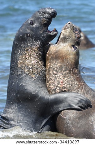 close up full frame of male juvenile elephant seals fighting in water , piedras blancas, san simeon, california