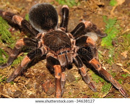 Orange Tarantula