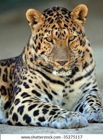 proud amur leopard staring at camera, rare endangered cat originating from southern russia. beautiful exotic spotted big cat similar jaguar