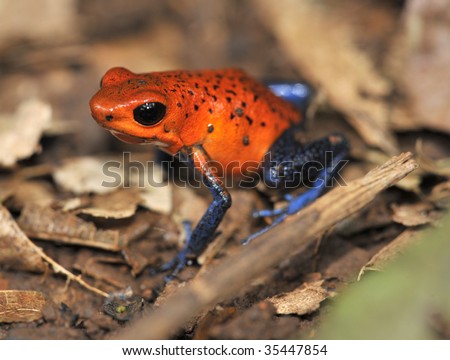 strawberry or blue jeans dart frog on jungle floor, selva verde, sarapiqui ,costa rica. exotic vibrant colorful red blue poisonous deadly amphibian in tropical jungle setting