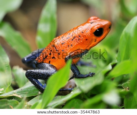 strawberry or blue jeans poison dart frog in green grass , selva verde, sarapiqui, costa rica, deadly colorful toxic exotic amphibian on tropical jungle floor