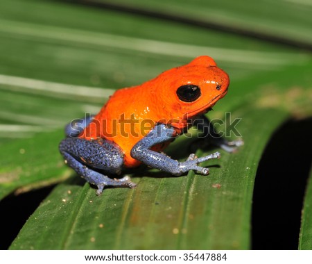 strawberry or blue jeans dart frog on green palm frond , drake bay, costa rica