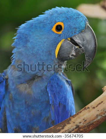 hyacinth macaw close up
