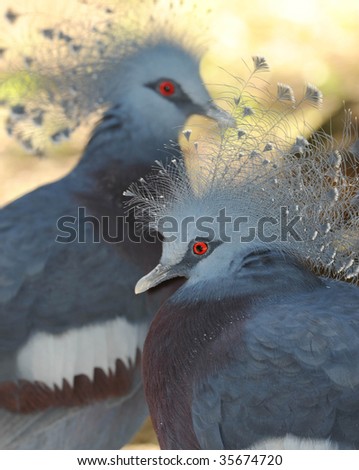 Pigeon Mating