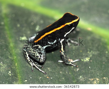 golfo dulce poison dart frog on green leaf, this rare toxic amphibian is endemic to the Carate region of Golfo Dulce, Costa Rica near the Panama border.