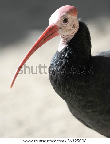 southern bald ibis close up full frame macro, exotic ugly avian bird stork featherless red head found in south africa