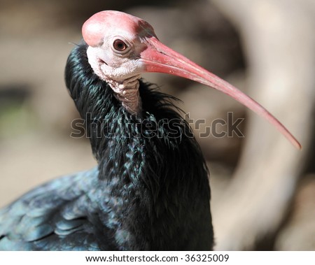 southern bald ibis close up full frame macro, exotic ugly avian bird stork featherless red head found in south africa