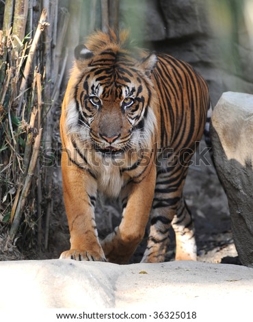 tiger, large adult male siberian angry walking looking at camera.