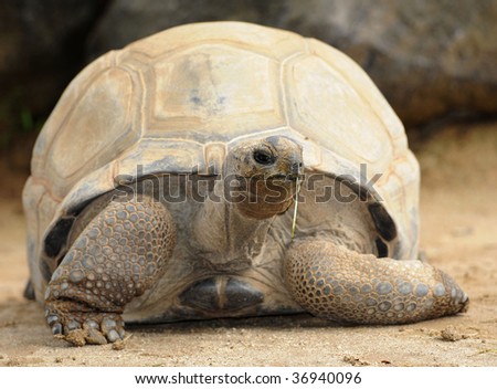 galapagos giant tortoise eating 1