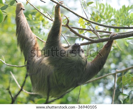 hoffmans two toed sloth upside down in tree, cahuita, costa rica , central america exotic mammal in tropical jungle